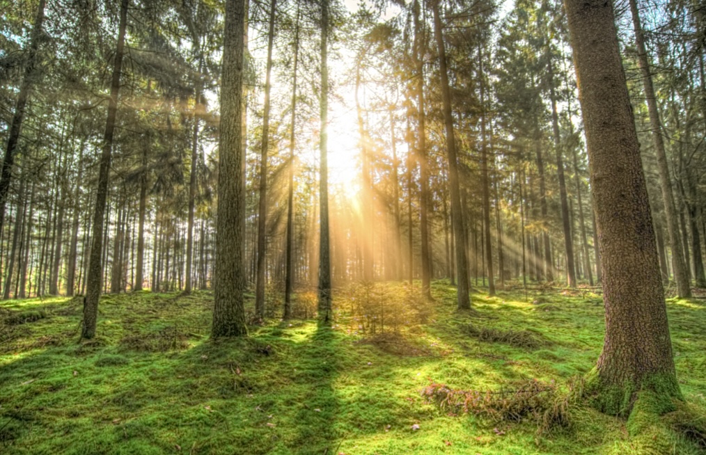 trees with sun shining through